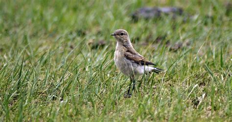 Lark Bird Meadow - Free photo on Pixabay - Pixabay