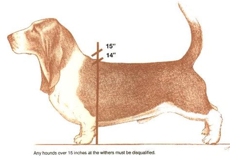 The Size of the BassetHound