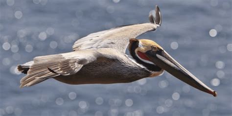 Endangered Animals that can be Found in Belize, Central America