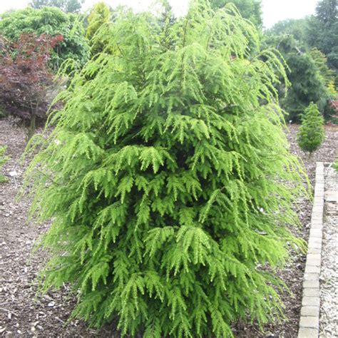 Tsuga canadensis | Products offered by Winkelmolen Nursery | Wholesale ...