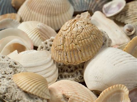 SeaShells Close-up stock photo. Image of texture, shells - 94646