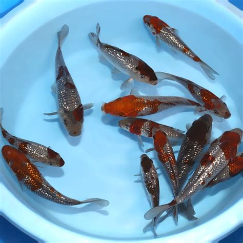 Kodama Koi Farm - Beautiful Japanese Koi Fish For Sale & Auction