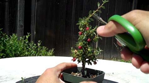 Cotoneaster Bonsai Care Guide - Organize With Sandy