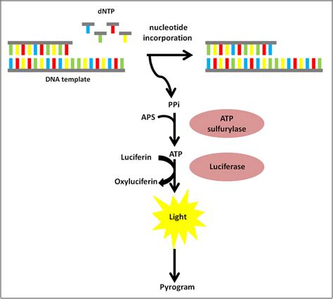 The principle of pyrosequencing | Download Scientific Diagram