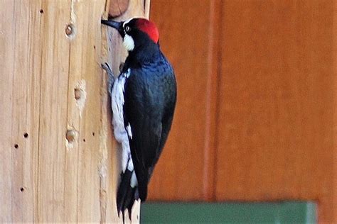 Acorn Woodpecker – FRIENDS OF DALEY RANCH