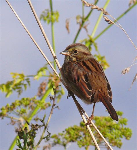 Bird Hybrids: Song Sparrow x Swamp Sparrow