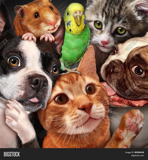 Pet Group Image & Photo (Free Trial) | Bigstock