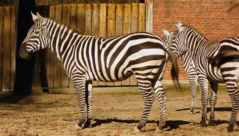 Free Image: Zebras in Zoo | Libreshot Free Stock Photos