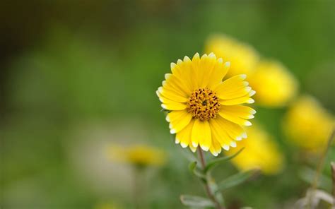 Yellow Flowers Wallpapers - Wallpaper Cave