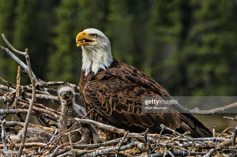 Bald Eagle Nesting High-Res Stock Photo - Getty Images