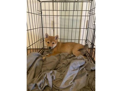 Shiba Inu purebred puppies for sale Phoenix - Puppies for Sale Near Me