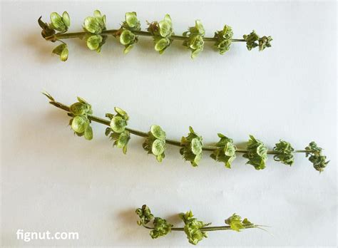 How to Save Basil Seeds - Herbs - FigNut