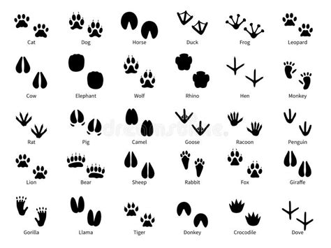 Animal Footprints Stock Illustrations – 9,221 Animal Footprints Stock Illustrations, Vectors ...