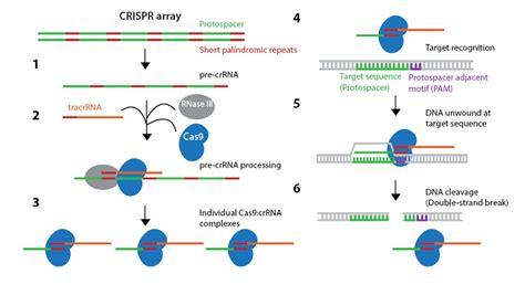 Addgene: CRISPR History and Development for Genome Engineering