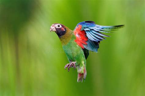 Flying Tropical Bird Montezuma Oropendola - Psarocolius Montezuma New World Tropical Icterid ...