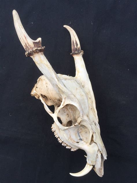 A Rare English Muntjac Deer Skull complete with fighting teeth. by ...