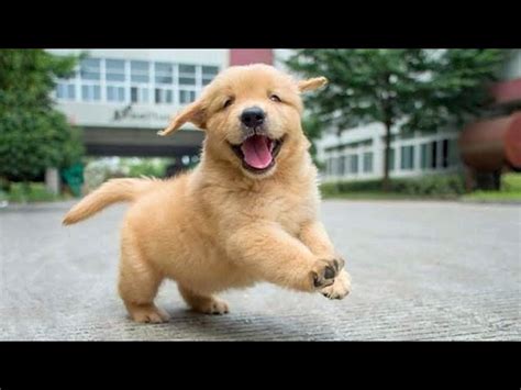 Funniest & Cutest Golden Retriever Puppies - 30 Minutes of Funny Puppy ...