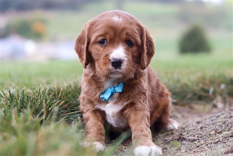 Gorgeous F1 Mini Golden Retriever Puppies for Adoption — Mini Golden ...