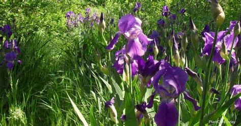 Iris Rust: How To Control Or Prevent Rust On Iris Plants