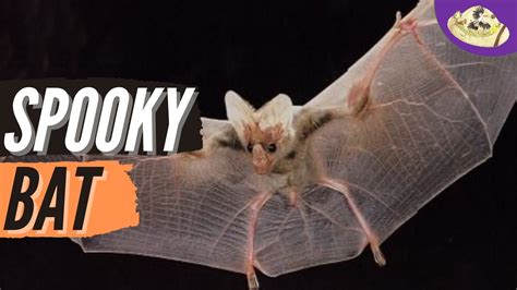 Ghost Bat Facts: Spooky or Adorable? - YouTube