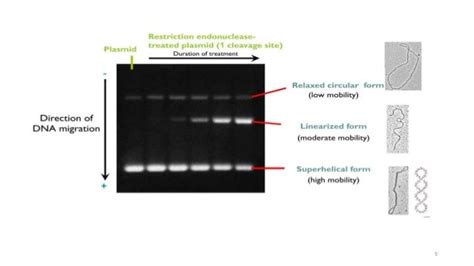 Analysis of plasmid dna by gel electrophoresis