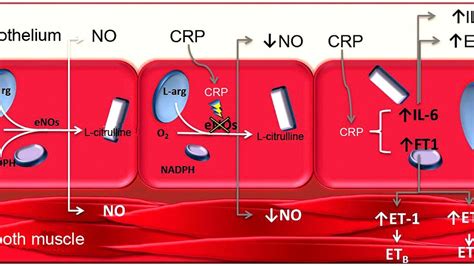 C Reactive Protein Inflammation - Protein Choices