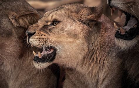 Roaring lioness stock photo. Image of muzzle, animal - 36754190