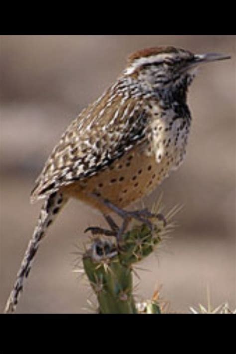 Arizona State bird cactus wren | Cactus wren, Desert animals, Bird life ...