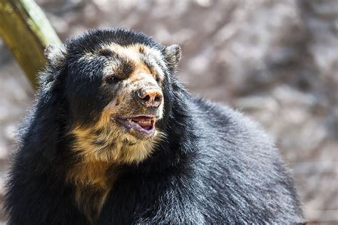 What Animals Live In The Andes Mountains? - WorldAtlas