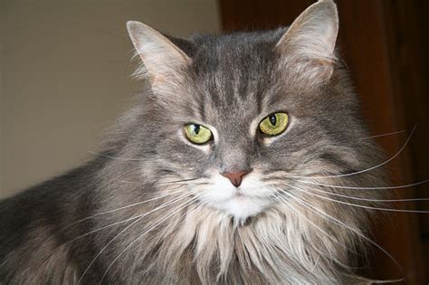 How to Tell If Your Maine Coon is a Mix - MaineCoon.org