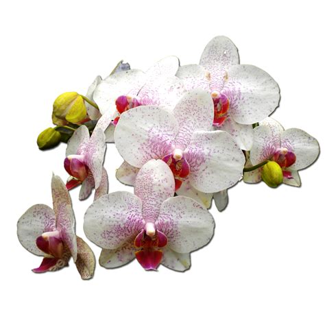 Angrek Flor Blanca PNG , Anggrek, Bunga Anggrek, Anggrek Putih PNG y ...