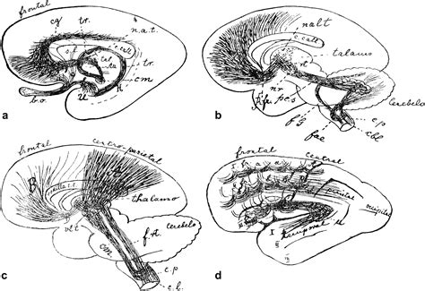 Schematic drawings by Christfried Jakob (1906) showing: (a) Olfactory pathways in the frontal ...