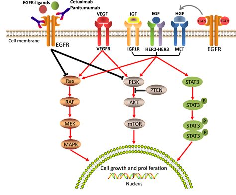 Figure 3 from Mechanisms of resistance to anti-EGFR therapy in ...