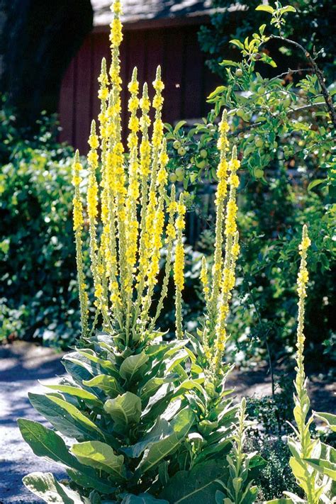 Herb to Know: Mullein (Verbascum thapsus) | Medicinal plants, Plants, Wild plants