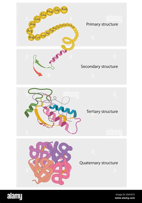 Collagen protein structure hi-res stock photography and images - Alamy