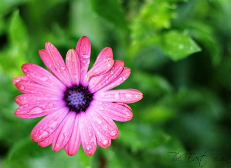 The East Barn: Raindrops on Flowers