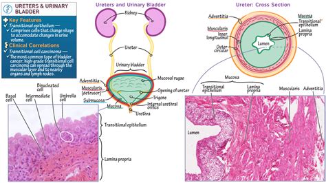 Histology: Ureters and Urinary Bladder (urothelium) | Draw It to Know It