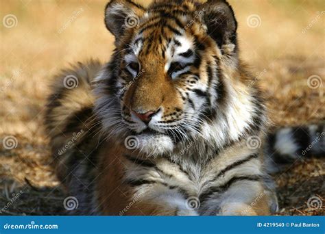 Tiger cub laying down stock photo. Image of siberian, predator - 4219540