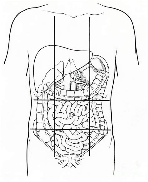 Diagram- Abdominal Regions Diagram | Quizlet