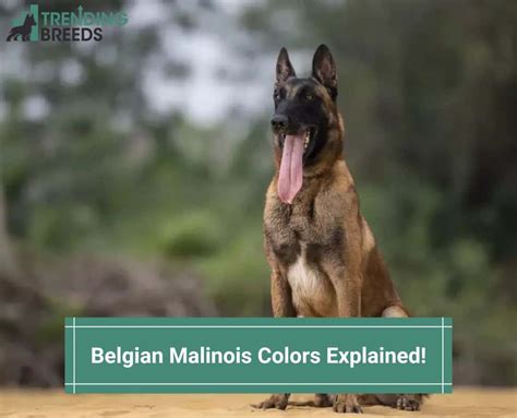 Belgian Malinois Colors Explained! (2024)