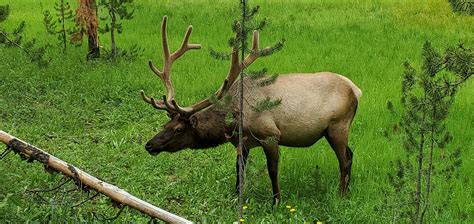 Elk Wildife Yellowstone - Free photo on Pixabay - Pixabay