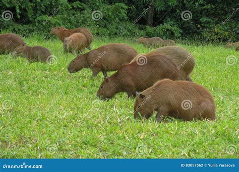 Capybaras herd stock photo. Image of grass, hydrochoerus - 83057562