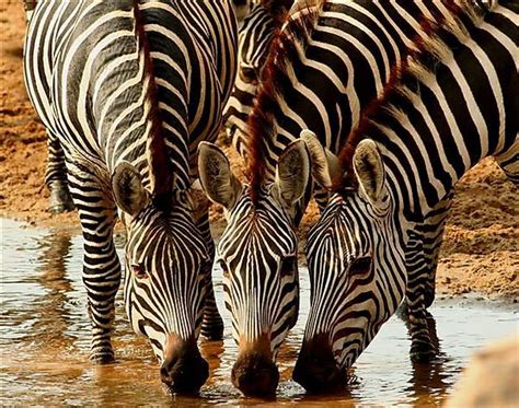 Zebra Trio photo, Tarangire National Park Tanzania Africa