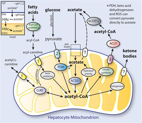 Frontiers | Acetate Revisited: A Key Biomolecule at the Nexus of Metabolism, Epigenetics and ...