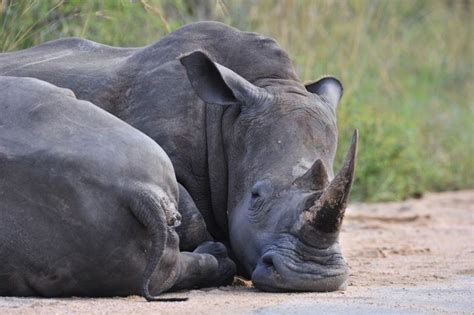 Rangers Kill Suspected Rhino Poachers In South Africa's Kruger National Park | HuffPost Impact