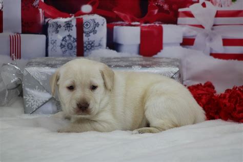 Sherri - Labrador Retriever Puppy A2336E | Pawrade