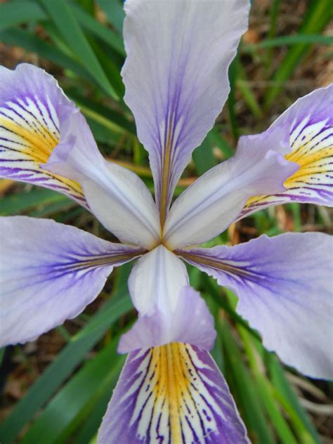 Wild Iris Wild Iris, Color Inspiration, Habitats, Wild Flowers, In The Heights, Bloom, Seasons ...