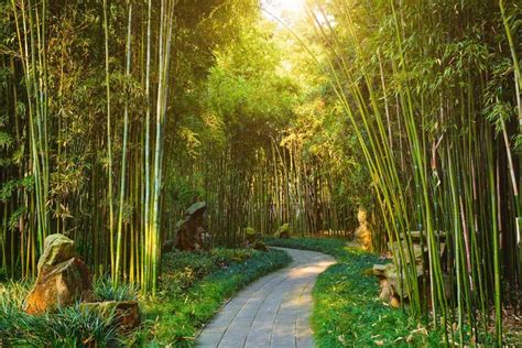 53 Bamboo Garden Ideas That Will Inspire You - Garden Tabs