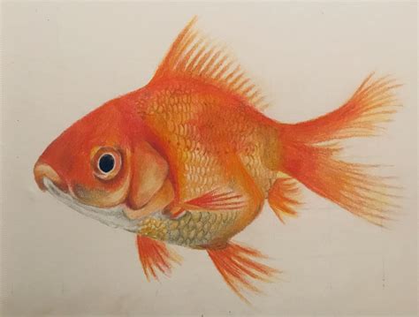 Realistic Color Pencil Drawing Fish