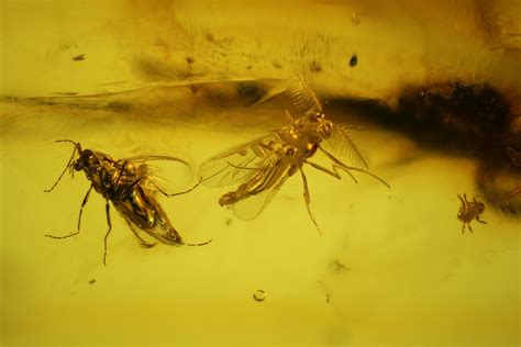 Fossil Bristletail (Archaeognatha) and Flies (Diptera) in Baltic Amber (#135053) For Sale ...
